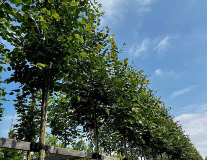 Lipa malolistá ´Rancho´