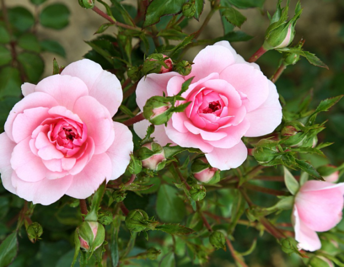 Ruža stromčeková ´ROSMARIN´