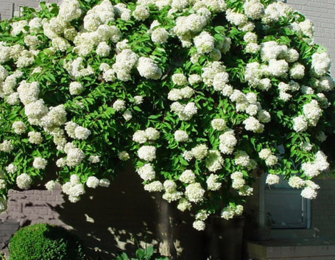 Hortenzia metlinatá ´Grandiflora´