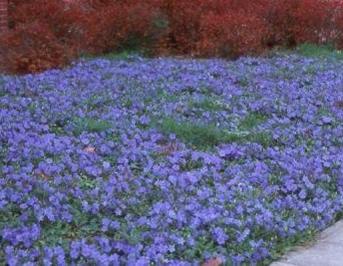 Zimozeleň menšia (vinca minor)