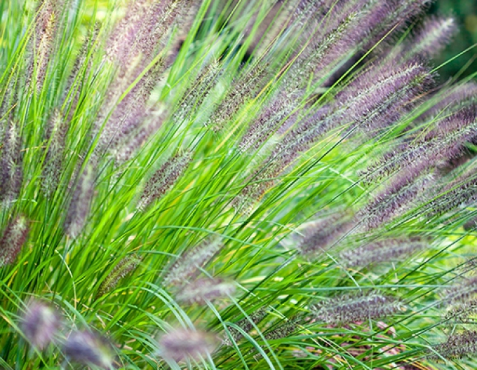 Perovec psiarkovitý ’Viridescens’