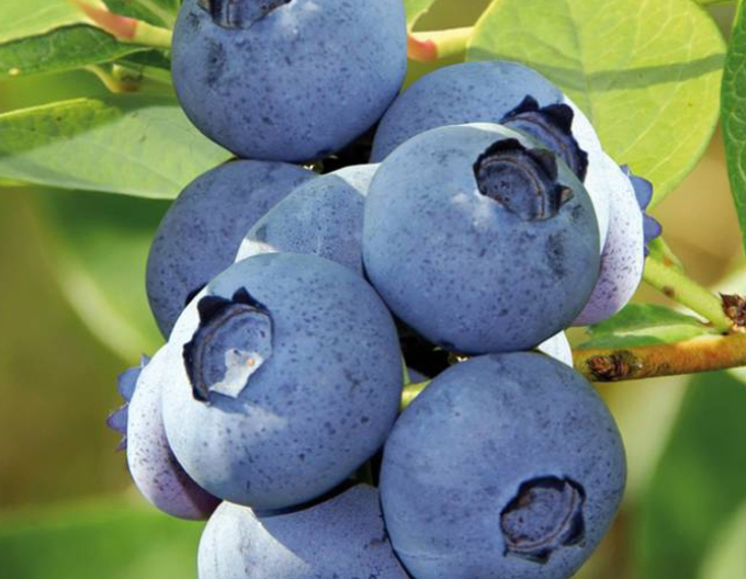 Čučoriedka kanadská ´Bluecrop´