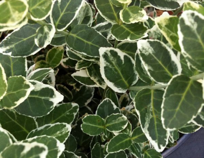 Bršlen fortuneov "EMERALD GAIETY"