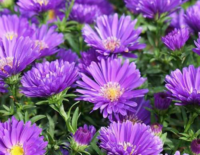 Astra novi-belgii ´Magic Purple´