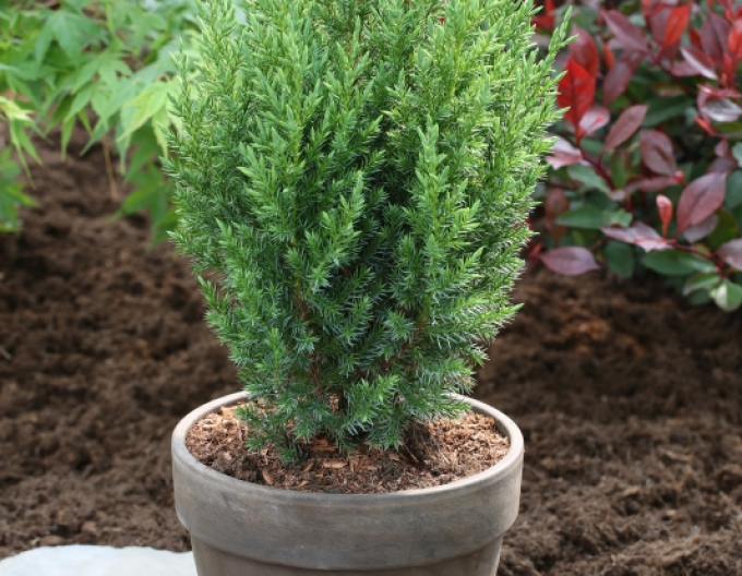 Borievka čínska ´Stricta´