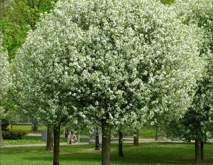 Čerešňa krovitá ´Umbraculifera´ na kmienku 120cm