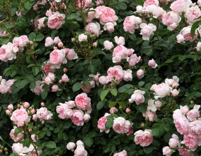 Ruža ´Cinderella´