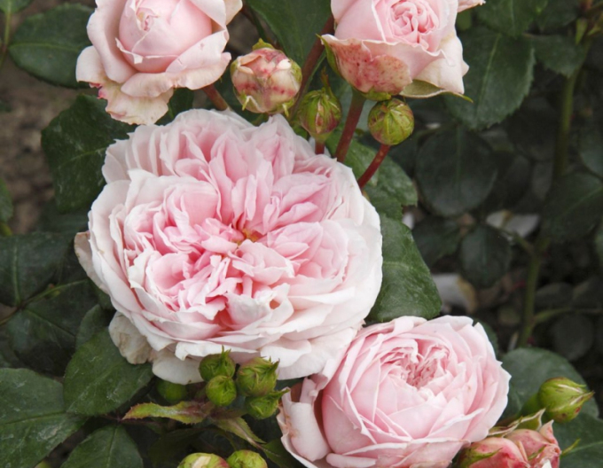 Ruža ´Cinderella´