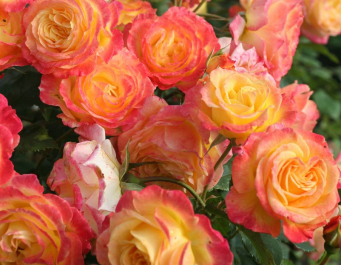 Ruža ´Gartenspass´