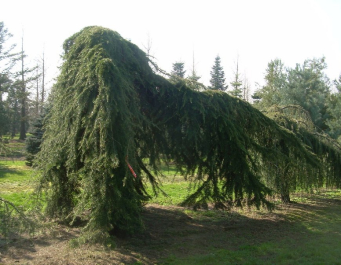 Céder himalájsky ´Pendula´ na kmienku