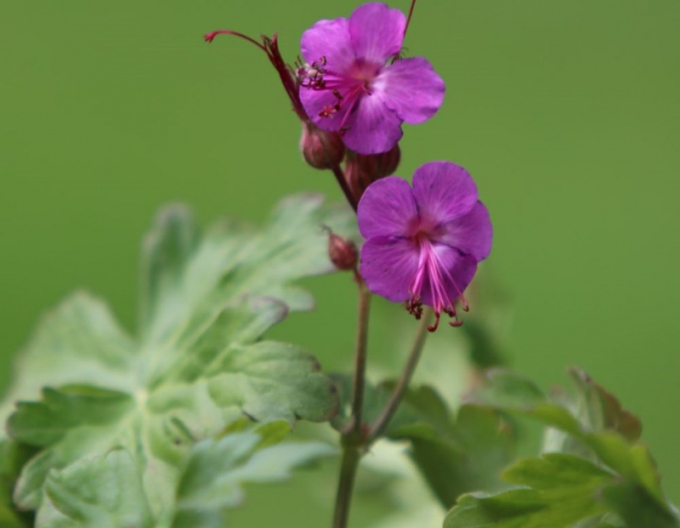 Pakosť podzemkatý ´Bevan´s Variety´