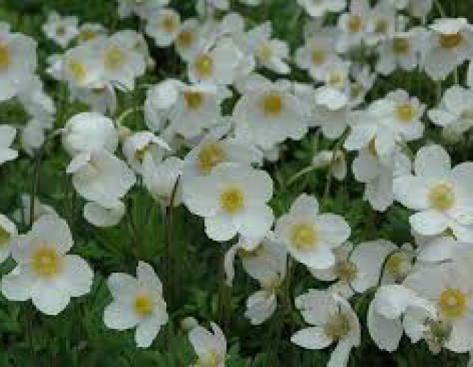 Veternica lesná ´Snow White´