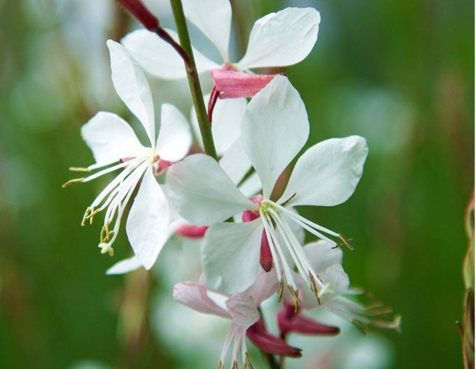 Gaura ʹWhirling Butterfliesʹ