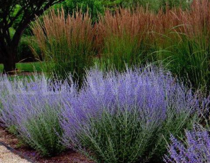 Perovskia ´Russian Sage´