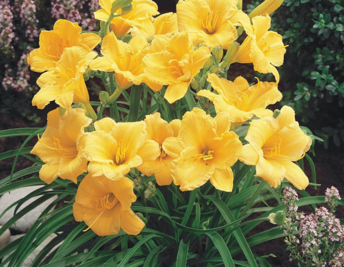 Ľaliovka ´Stella ´d´Oro´