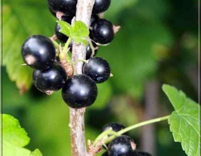 Ríbezľa čierna ´Ojebyn´ stromčeková, voľnok.