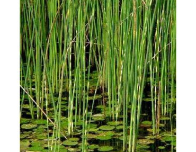 Škripina priečne pruhovaná ´Zebrinus´