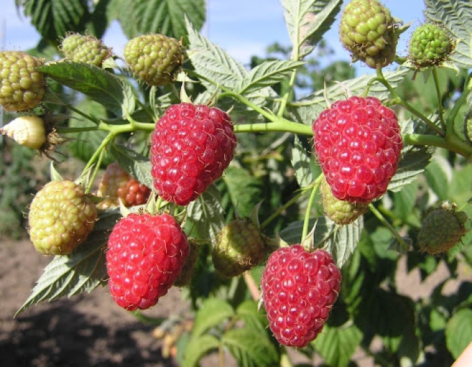 Malina červená ´Autumn Bliss´ STÁLORODIACA