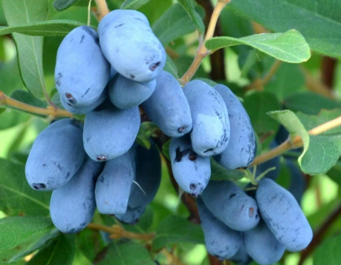 Zemolez kamčatský ´Boreal Blizzard´