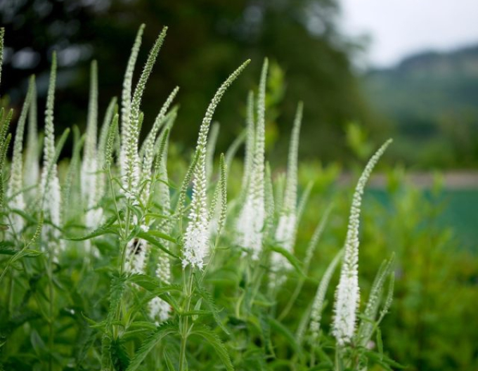 Veronika klasnatá ´White´