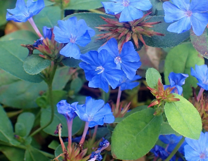 Rohoblizník olovníkovitý