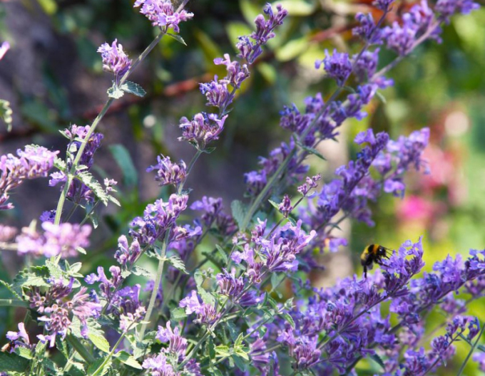 Kocúrnik ´Senior´