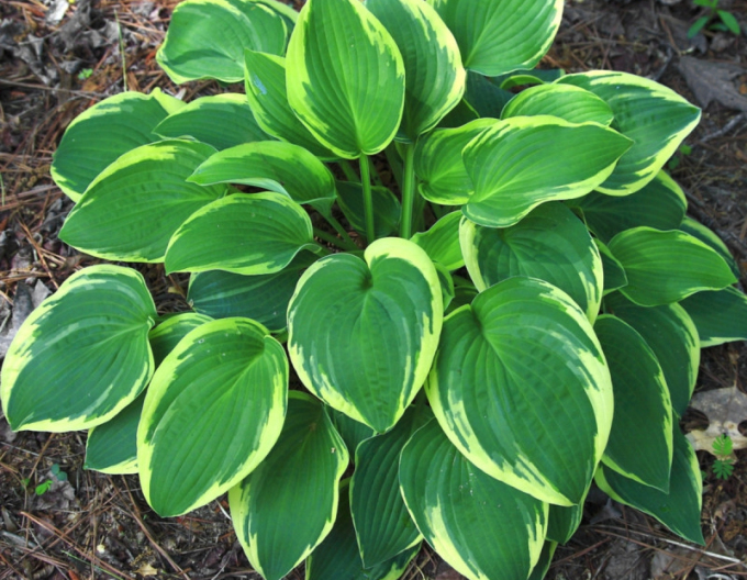 Hosta  ´Francee´