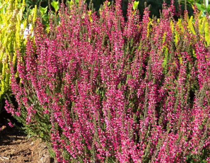 Vres obyčajný ´Aphrodite´