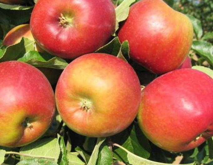 Jabloň ´Mio´ letná, podpn. MM106, voľnok.