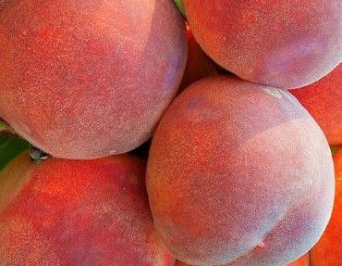 Broskyňa ´Dixired´ skorá, podp. GF677, voľnok.