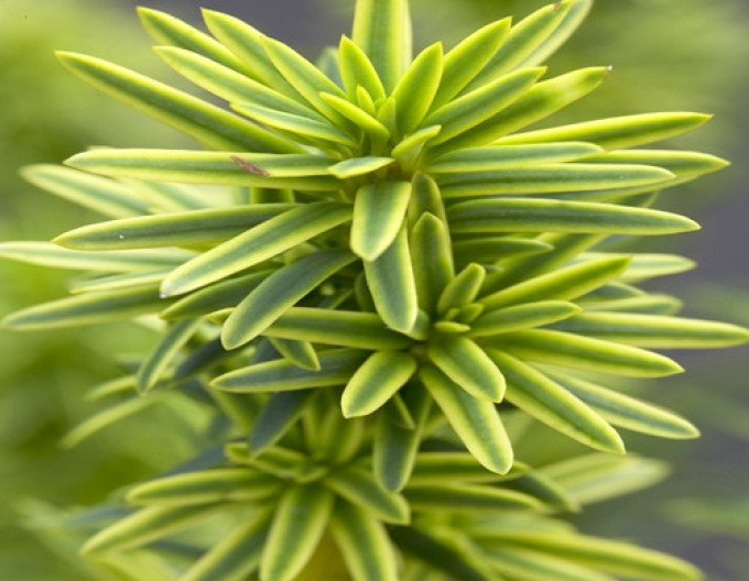 Tis obyčajný ´David´