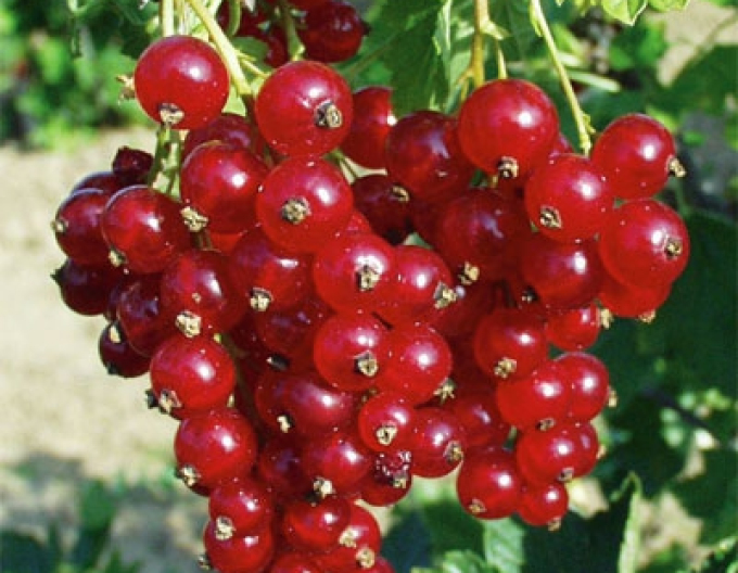 Ríbezľa červená ´Tatran´ stromčeková, voľnok.