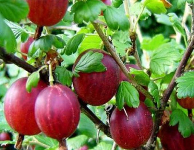 Egreš ´Hinnonmaki Rot´ stromčekový, kont. 2l