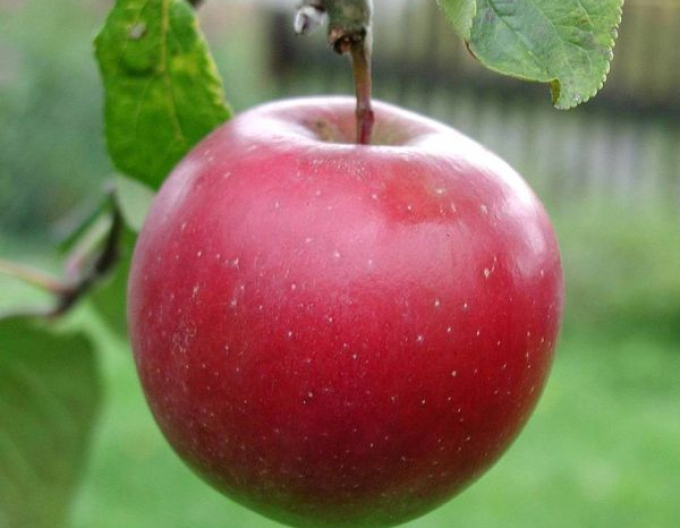 Jabloň "Breaburn" zimná, podpn. MM106, voľnok.