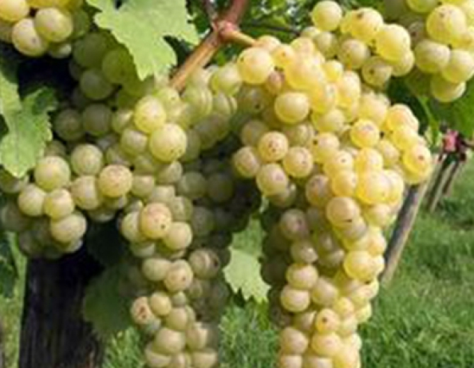 Vinič stolový ´Chrupka biela´