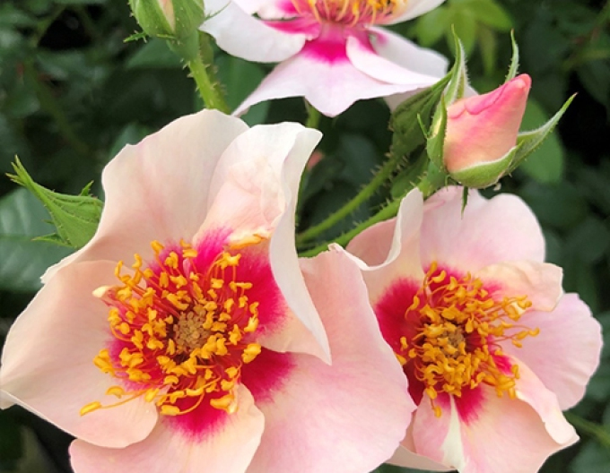 Ruža ´SEE YOU in Red´