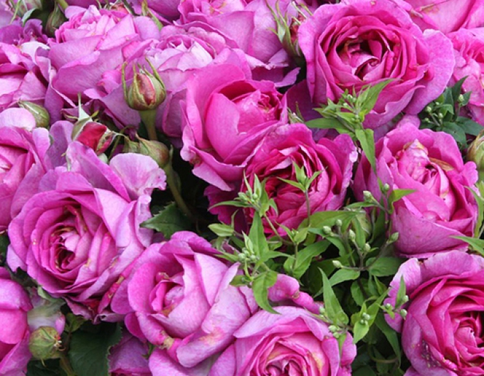 Ruža ´Carmen Würth´