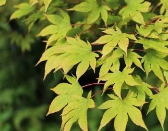 Javor dlaňovitolistý ´Verde´