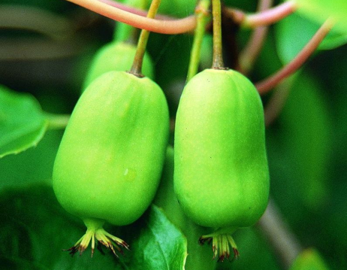 Mini kiwi samoopelivé "Issai"