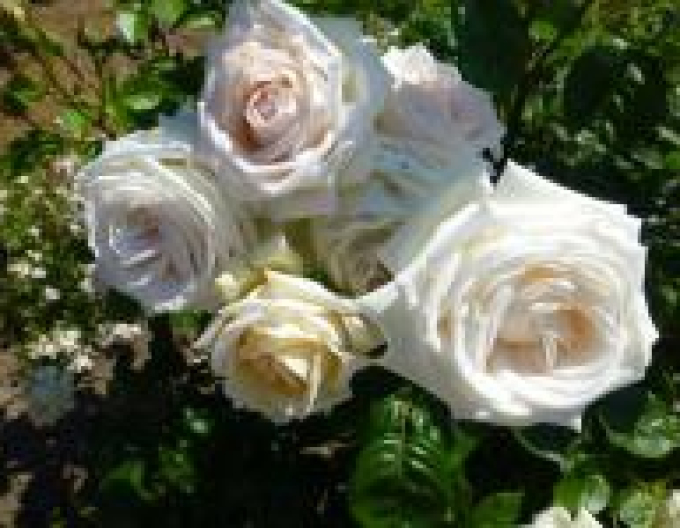 Ruža ´Madame Anisette´