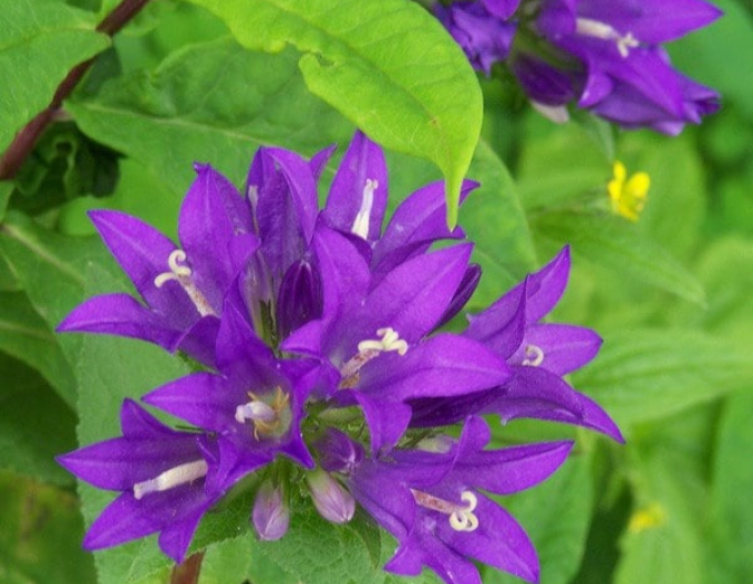 Zvonček klbkatý ’Superba´