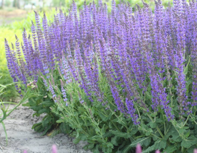 Šalvia hájna ´Mainacht´