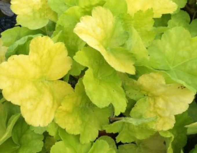 Heuchera ´World Caffe Romano´