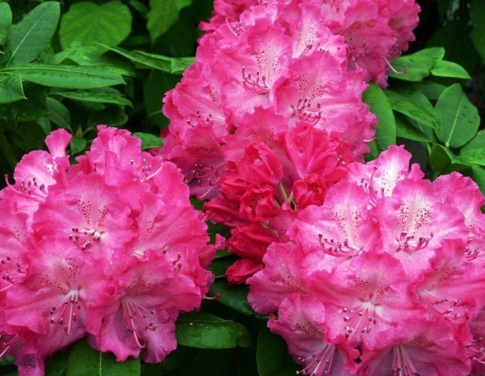 Rododendron  "Germania"