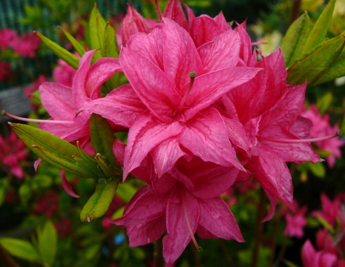 Azalka veľkokvetá "Homebush"