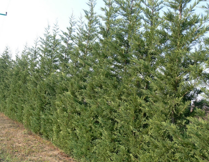 Cyprusovec leylandský ´2001´