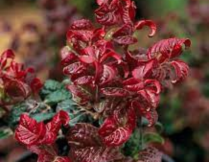 Leukote axillaris ´Curly Red´