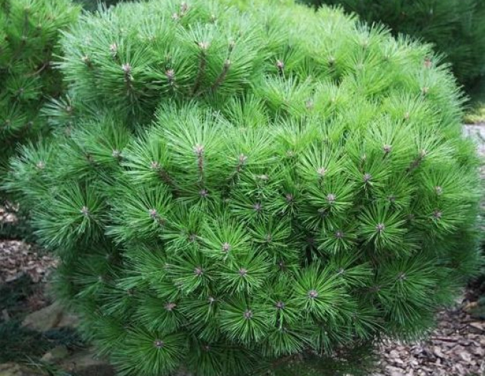 Borovica čierna ’ Brepo´