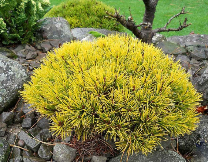 Borovica horská ´Wintergold´