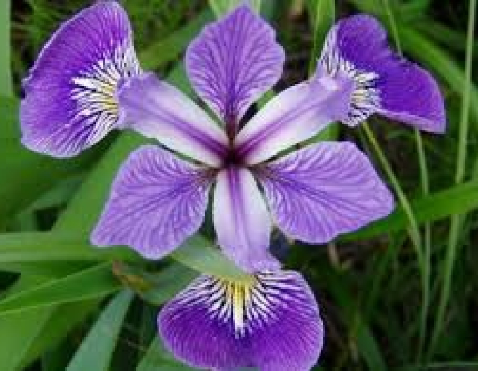 Kosatec Versicolor ´Gerald Darby´